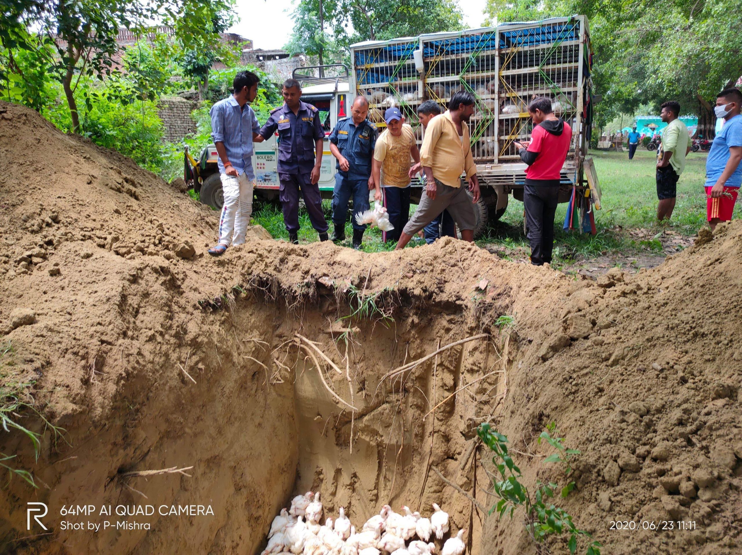 इलाका प्रहरी कार्यालय बहादुरगंज द्वारा १ लाख बढीको कुखुरा बरामद
