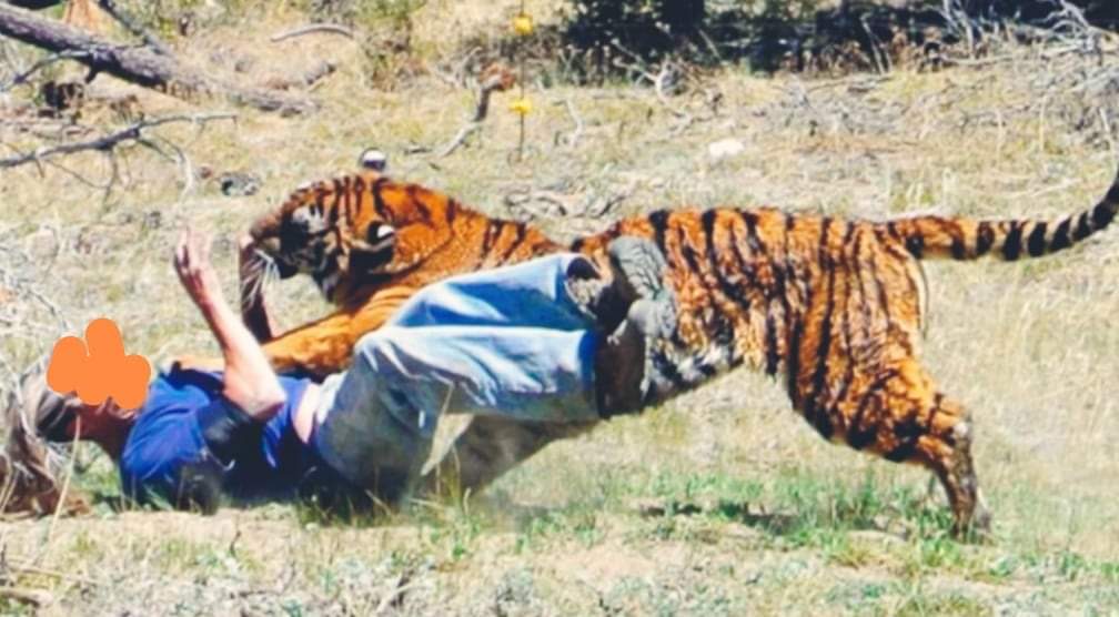 बर्दियामा बाघको आक्रमणबाट एकको मृत्यु