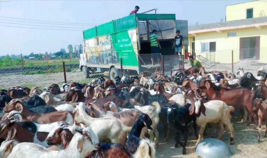 काठमाडौंको लागि दाङबाट ४०० खसी बोका लगियो