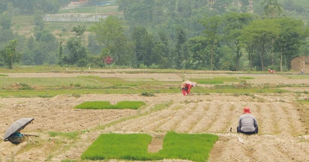 कोरोनाको महामारीका कारण सुदूरपश्चिममा भोकमरी हुने चिन्ता