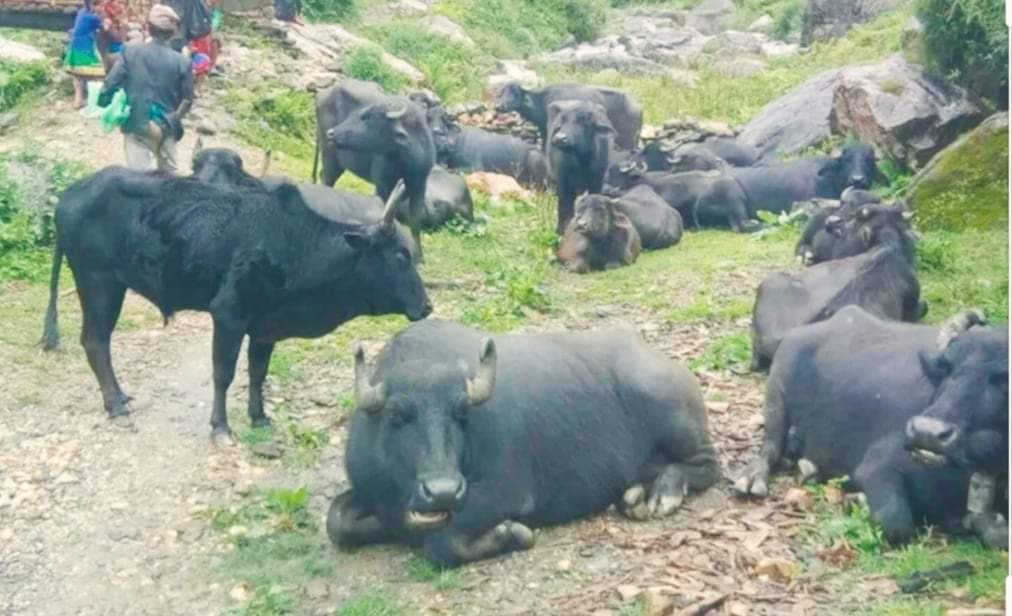 गढवामा भैसीले हानेर एकजना महिलाको मृत्यु