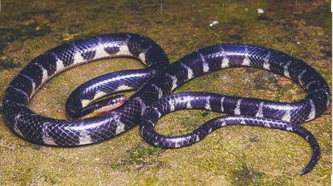 दाङमा पहिलो पटक भेटियो रंगिन उड्ने साप स्थानीयले मारिदिए