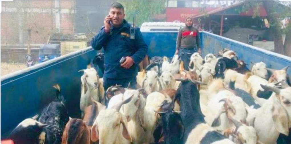 सरकारले प्रतिकिलो खशीको मासु १०० रुपैयाँ सस्तोमा बिक्री गर्ने