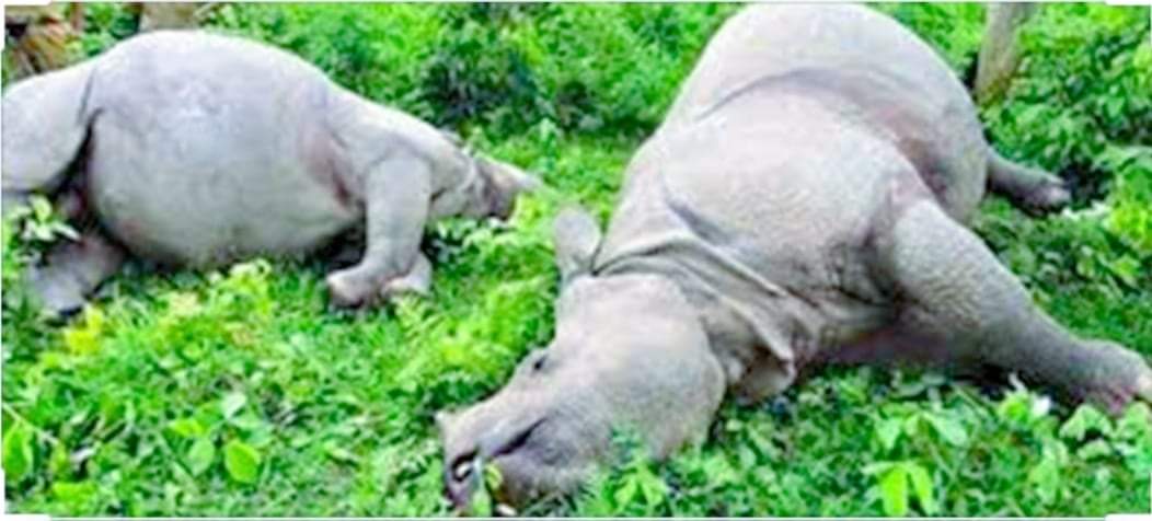 चितवन राष्ट्रिय निकुञ्जमा एकै दिन दुई गैँडा मृतावस्थामा फेला