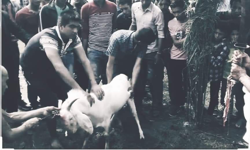 जनकपुरमा राजदेवी मन्दिरमा एकैरातमा ८ हजार ९६८ बोका वलि दिइयो