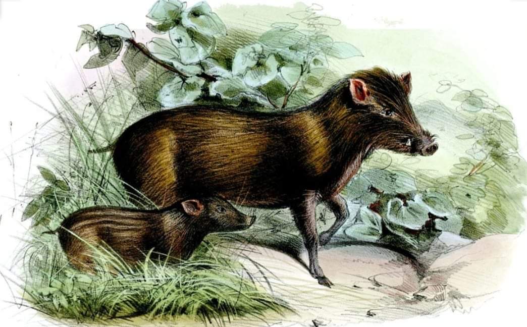 जंगली वन्यजन्तु सहित दुईजना लमहीबाट व्यक्ति पक्राउ