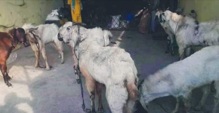 कपिलवस्तु प्रहरीले अवैध खसी बोका पक्राउ