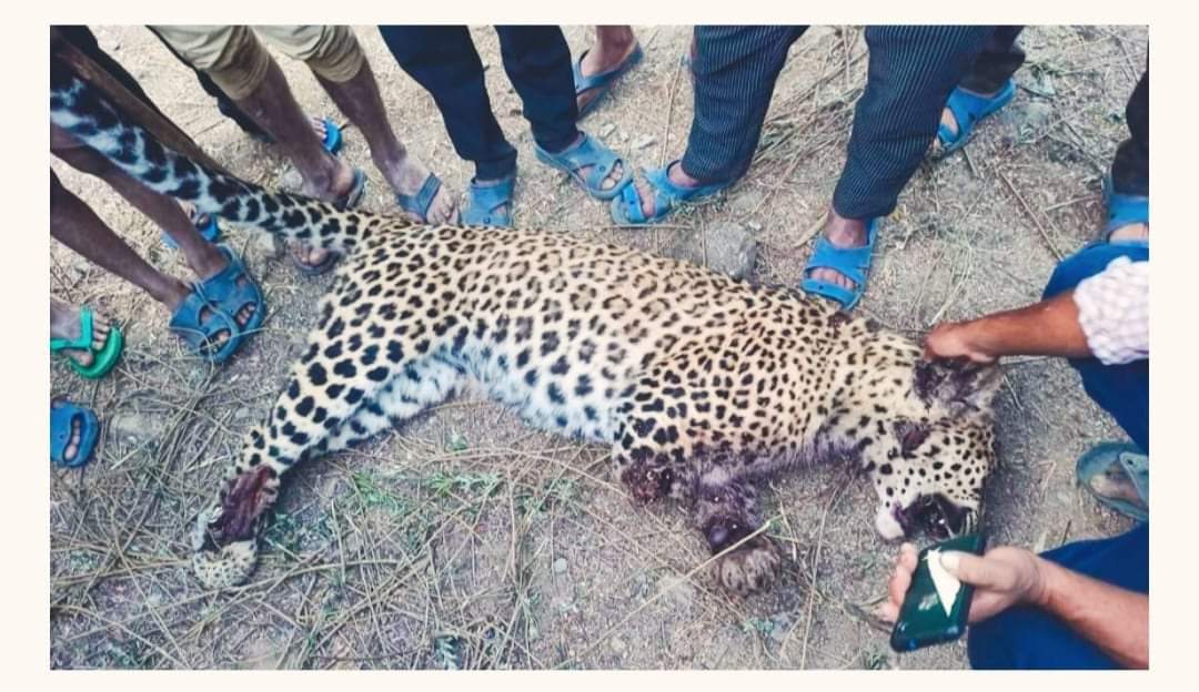 मान्छेको ज्यान लिने चितुवालाई स्थानीयहरुले मारे