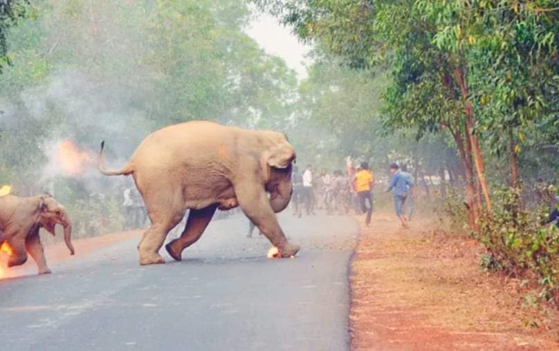 नवलपरासीमा हात्तीको आक्रमणबाट एकजनाको मृत्यु