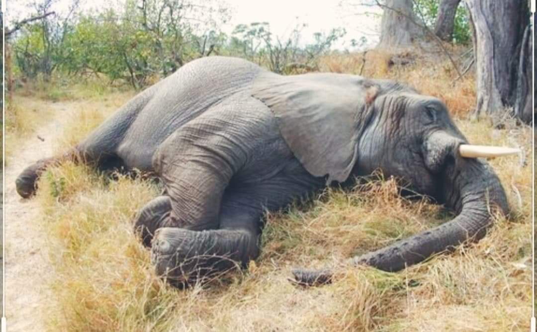 सप्तरीमा करेन्ट लागेर हात्तीको मृत्यु