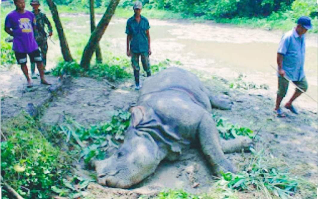 चितवन राष्ट्रिय निकुञ्जमा गैँडा मृतावस्थामा फेला