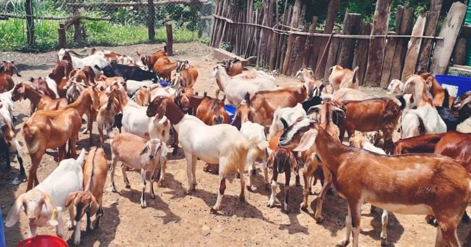 अज्ञात रोगले बाख्राहरु मर्न थाले पछी किसानहरु चिन्तित