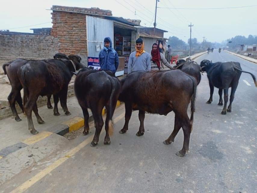 SP राना र inspector खड्काको सक्रियतामा अबैध रागाँ र सुर्तीजन्य पक्राउ