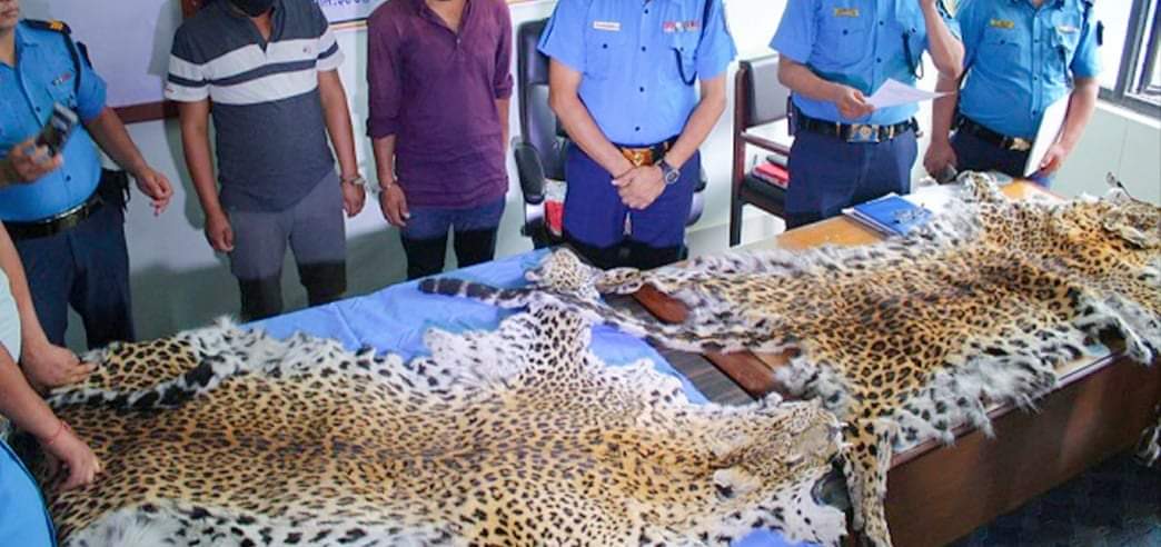 चितुवाको छाला सहित डोटीबाट ३ जना पक्राउ