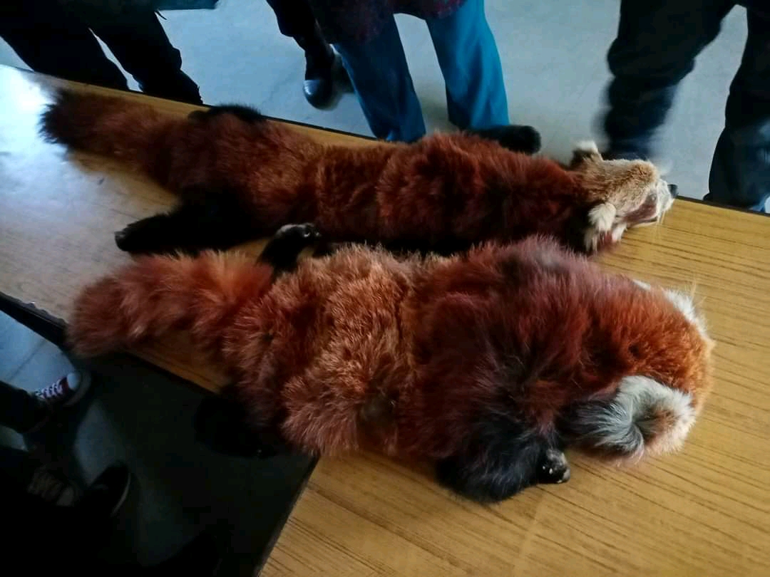 कोहलपुर प्रहरीले रेडपाण्डाको छालासहित ३ जना पक्राउ