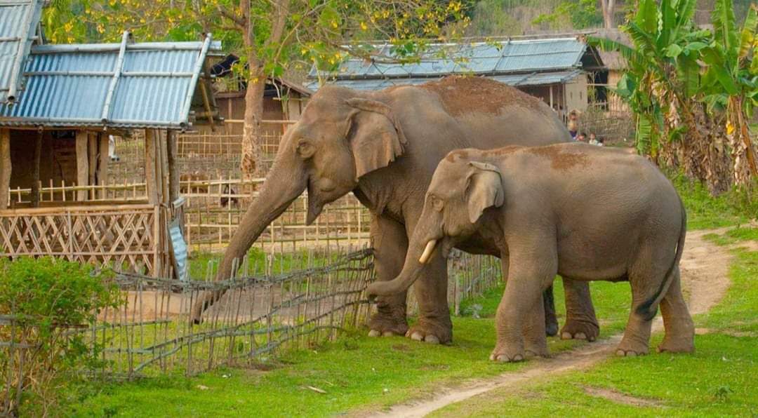 हात्तीले दुई दर्जन घर भत्काए पछी स्थानीय चिन्तित