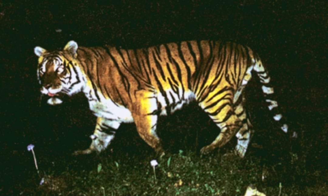 महिलालाई बाघले लगे पछी मोटरसाइकल साइकल र पैदलयात्रुलाई हिँड्न रोक