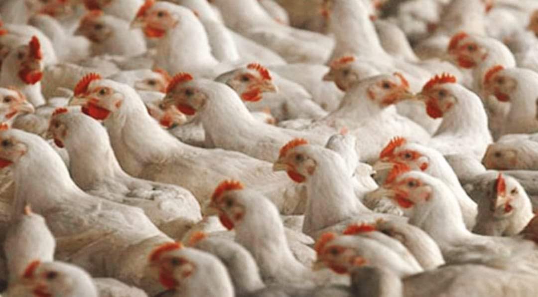 काठमाडौँको तारकेश्वरमा देखियो बर्डफ्लु