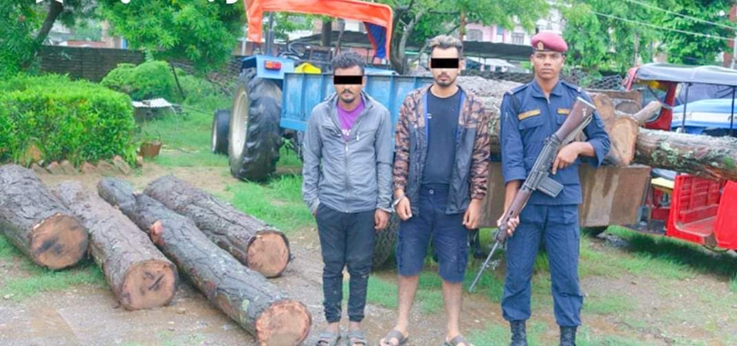 दाङमा अवैध सालको काठ सहित दुईजना पक्राउ