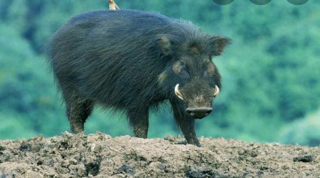 दाङमा बदेलको आक्रमणबाट चारजना गम्भीर घाइते