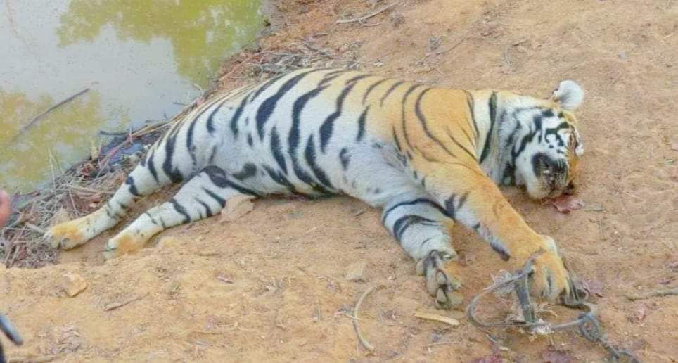 शुक्लाफाँटा राष्ट्रिय निकुञ्जमा पाटे बाघ मृत्यु फेला