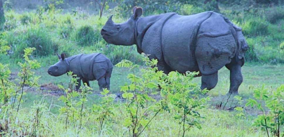 चितवन राष्ट्रिय निकुञ्जका गैँडाहरु बासस्थान खोज्दै पश्चिमतर्फ