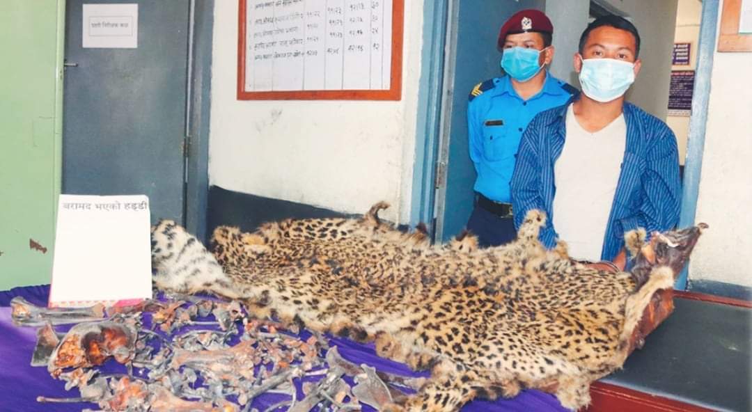 चितुवाको छाला समात्‍न प्रहरी नक्कली ग्राहक बनेर पक्राउ