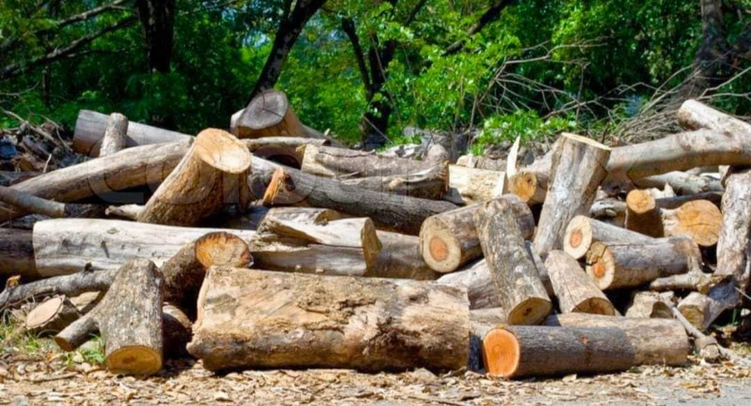 बनले काटेर छाडिएको करोडौं मूल्य बराबरको काठ कुहिए बन बेखबर ?