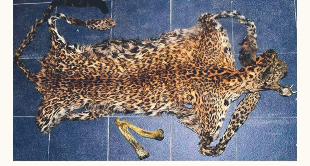 बाजुरामा चितुवाको छाला हड्डीसहित दुई पक्राउ