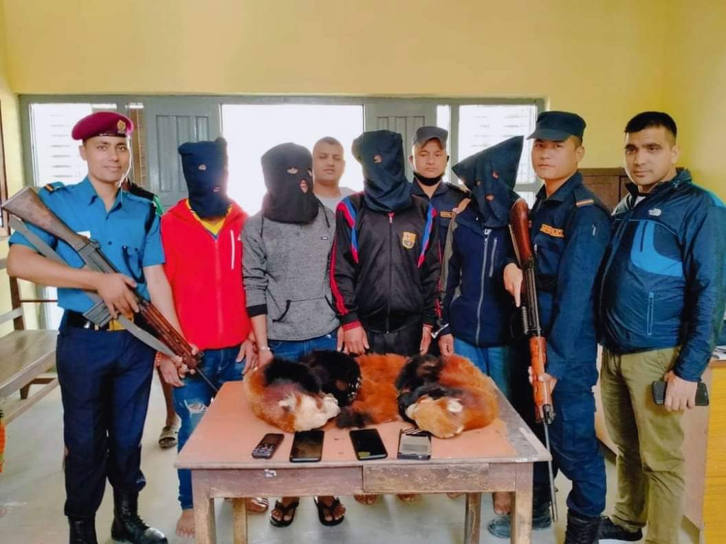 बाँके प्रहरीले रेडपाण्डाको छालासहित ४ जना पक्राउ