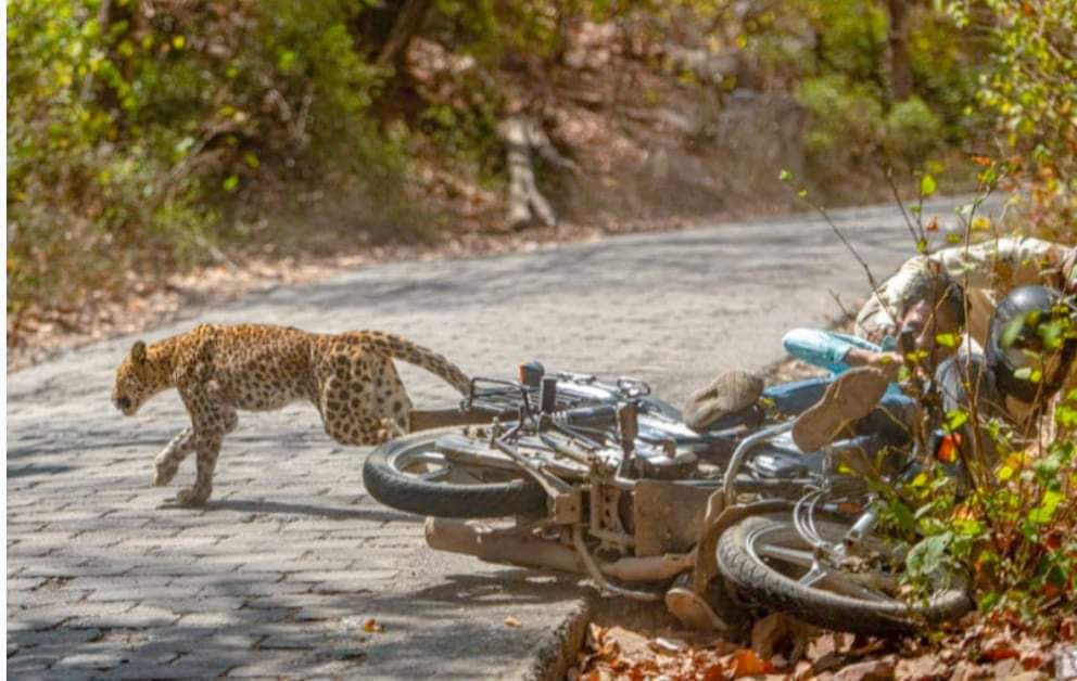 बाटोमा चलिरहेको मोटरसाइकलमा चितुवा ठोक्किएपछि..