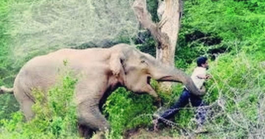 झापामा जंगली हात्तीको आक्रमणबाट एकजनाको मृत्यु