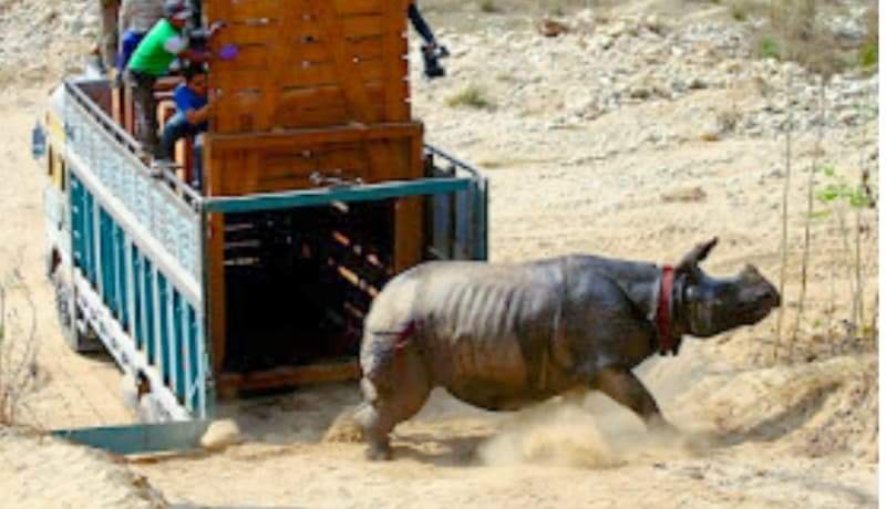 चितवनमा गैँडा चोरी सिकारी तस्करीमा संलग्न २४ जना पक्राउ