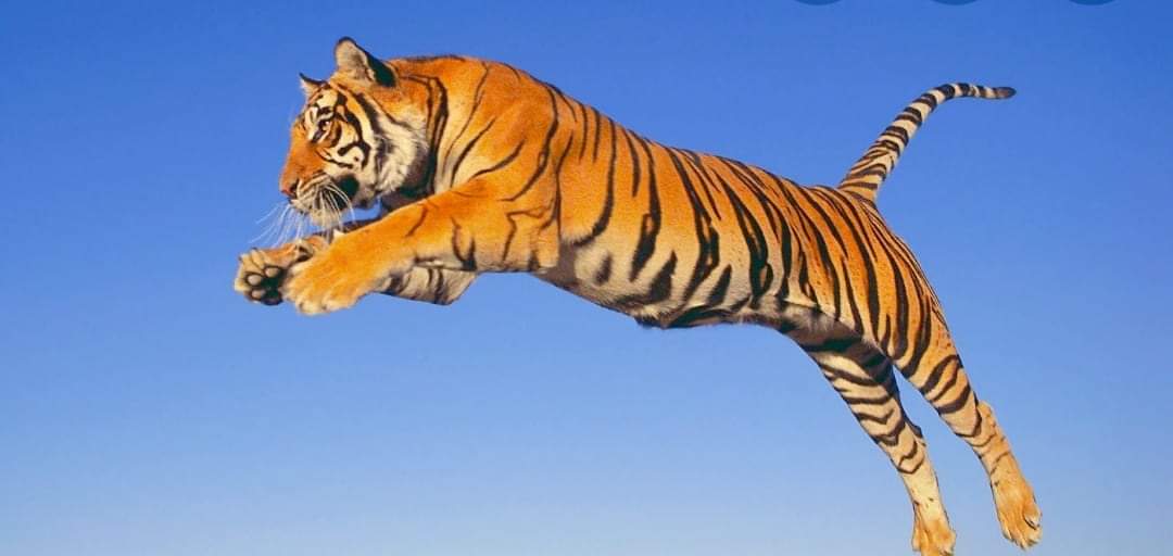 चितवनमा बाघको आक्रमणबाट एक जना घाइते