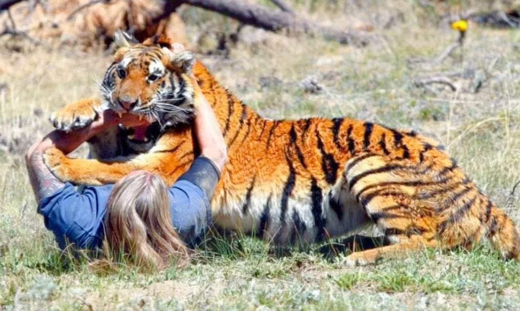 बर्दियामा बाघको आक्रमणबाट एक जना गम्भिर घाईते