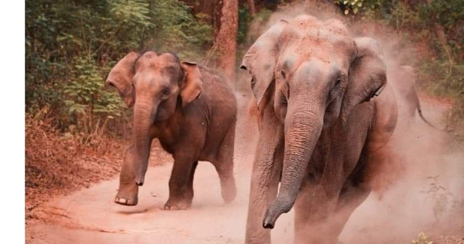 बर्दिया निकुञ्जबाट आएको हात्तीको आक्रमणबाट आमा छोरीको मृत्यु