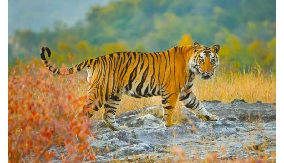 चितवनमा बाघको आक्रमणबाट एक महिला घाइते