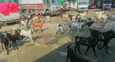 नवलपरासीमा भारतीय अबैध १० लाख बढीको खसीबोका पक्राउ