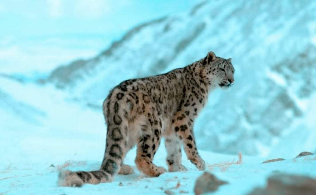 गोर्खामा हिमचितुवाको आक्रमणबाट १७ वटा खच्चड र घोडा मरे