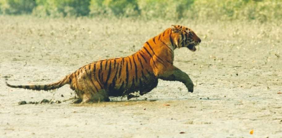 बर्दियामा बाघको आक्रमणबाट एक जना पुरुषको मृत्यु