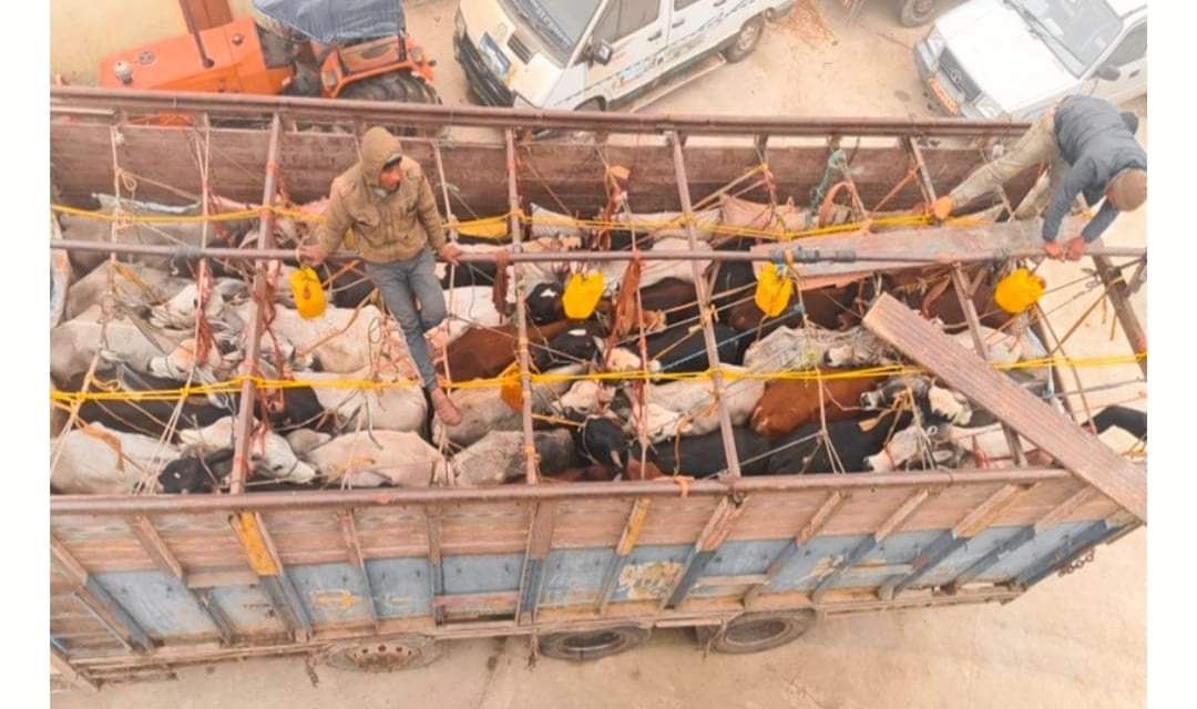 कपिलवस्तु एसपी दान बहादुर कार्कीको एक्सन गोरु लोड गरेको ट्रक सहित ३ जना पक्राउ