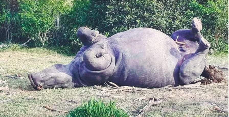 चितवन राष्ट्रिय निकुञ्जमा मृत गैंडा फेला एकआपसमा जुधेर मरेको आशंका
