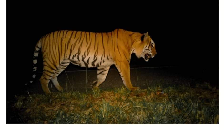 बर्दियामा जंगली जनावरको आक्रमणमा एकजनाको मृत्यू