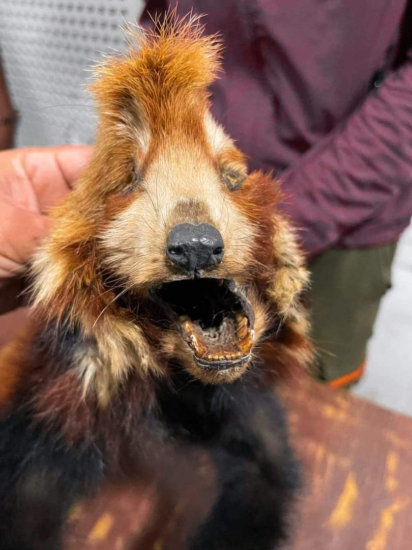 दाङ प्रहरीले लोपोन्मुख रेडपाण्डाको छाला सहित एक जना पक्राउ