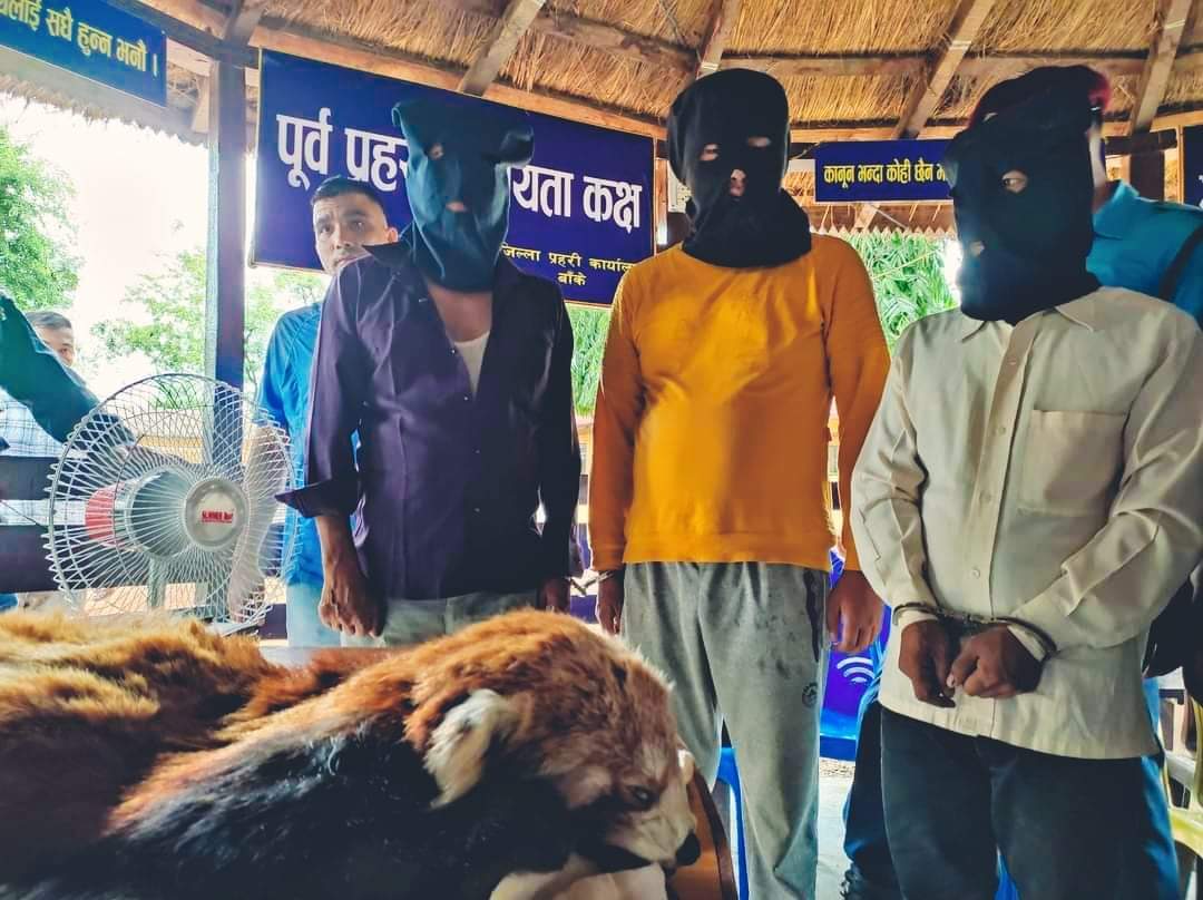 लुम्बिनी प्रदेश ब्युरो र बाँके प्रहरीले रेडपाण्डाको छाला र भालुको पित्तसहित ३ जना पक्राउ