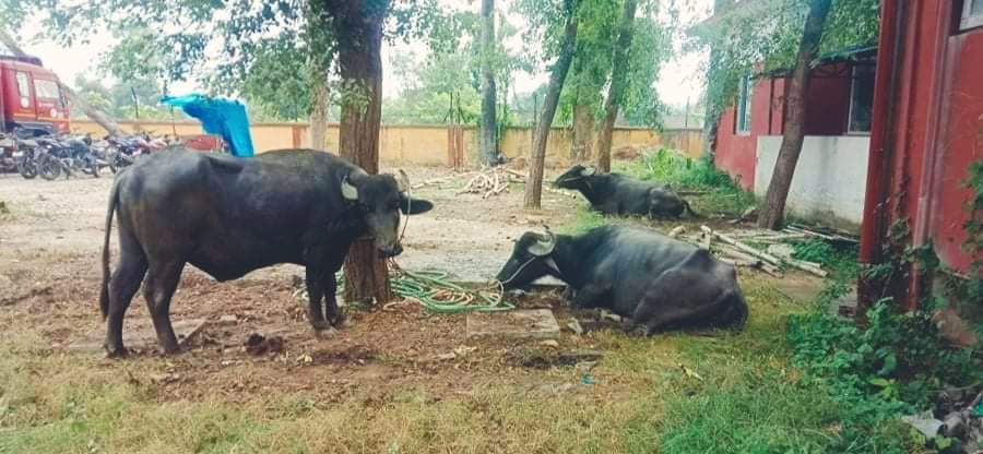 बर्दिया प्रहरीले भन्सार छलेर ल्याउने १६ वटा राँगा पक्राउ