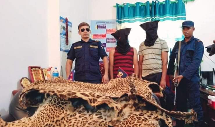 इप्रका कोहलपुर प्रहरीले २ वटा बाघको छाला सहित २ जना पक्राउ