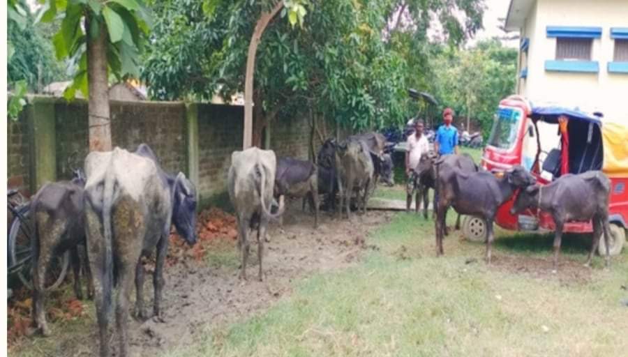 कपिलवस्तु प्रहरीले भारतीय अबैध भैशीहरु पक्राउ