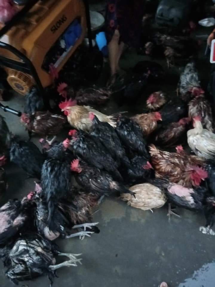 दाङको राजपुरमा बाढीले कुखुरा र माछाको फम बगाउँदा १० लाख बराबरको क्षति