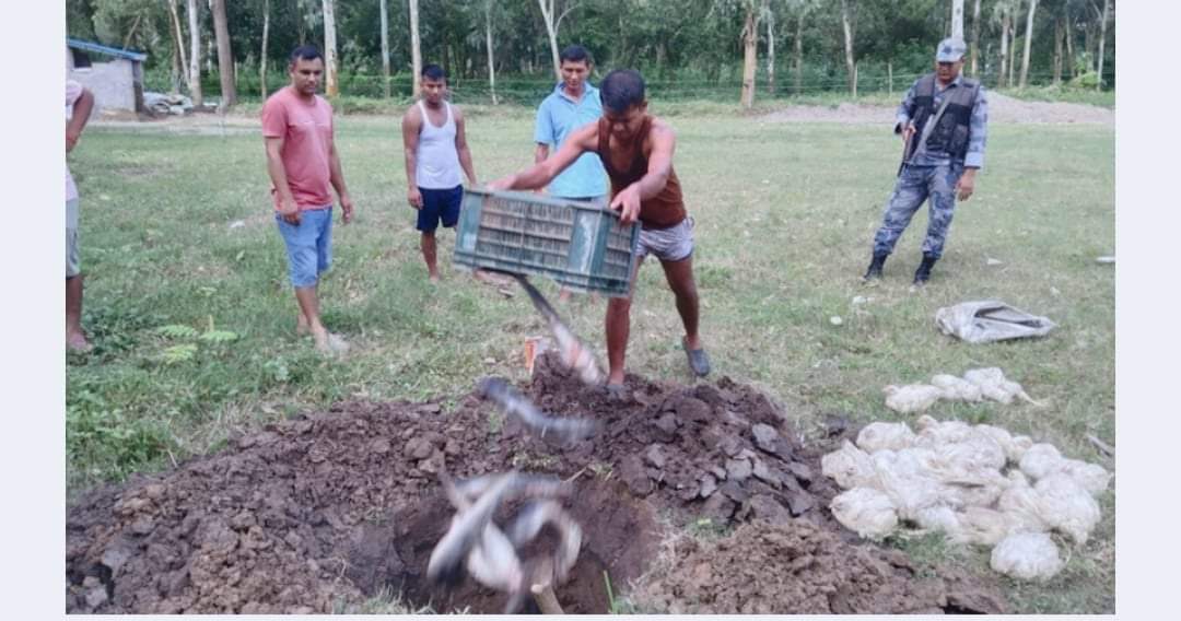 कञ्चनपुर प्रहरीले अवैध माछा र ब्रोइलर कुखुराहरु नष्ट गर्दै